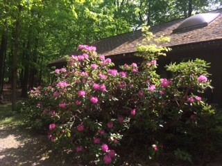 Rhododendrens at cottage